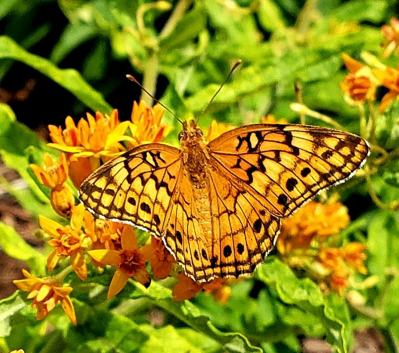 Image of Butterfly Weed