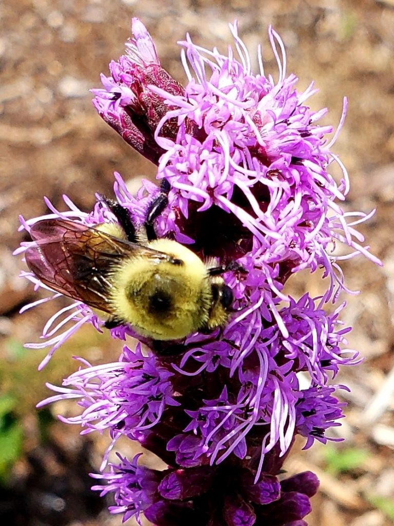 Image of Bee, Liatris