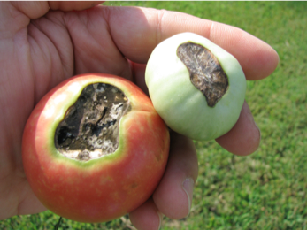 Heat Damaged Tomatoes