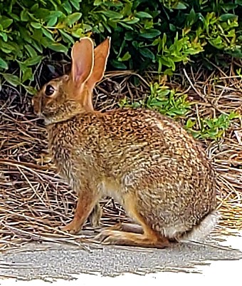 Image of Eastern Cottontail