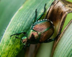 Japanese Beetle, Adult