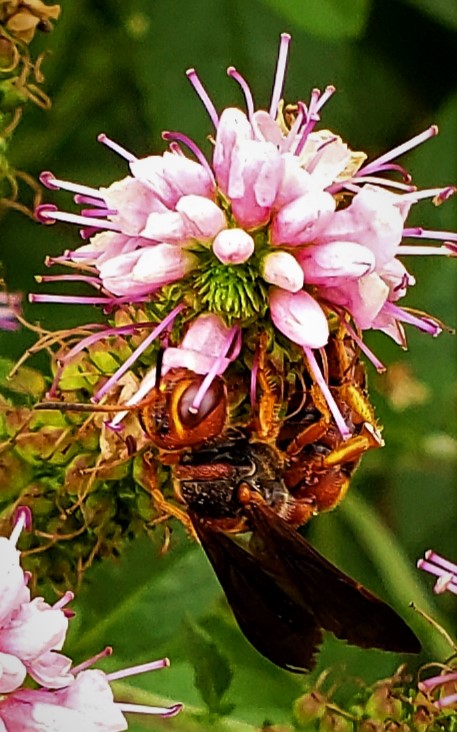 Image of Wasp on Garden Speedwell