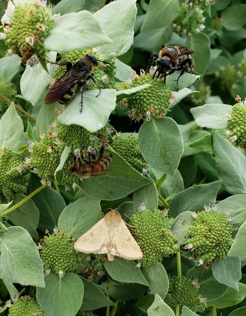 Image of Pollinators on Mountain Mint