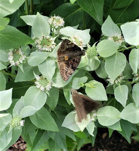 Image of Butterfly on Mountain Mint