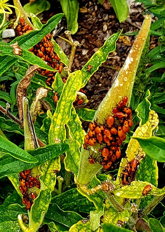 Image of Milkweed Bugs