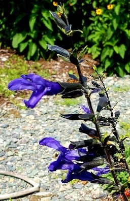 Image of Salvia guaranitica