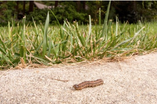 Image of an armyworm