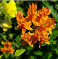 Asclepias tuberosa