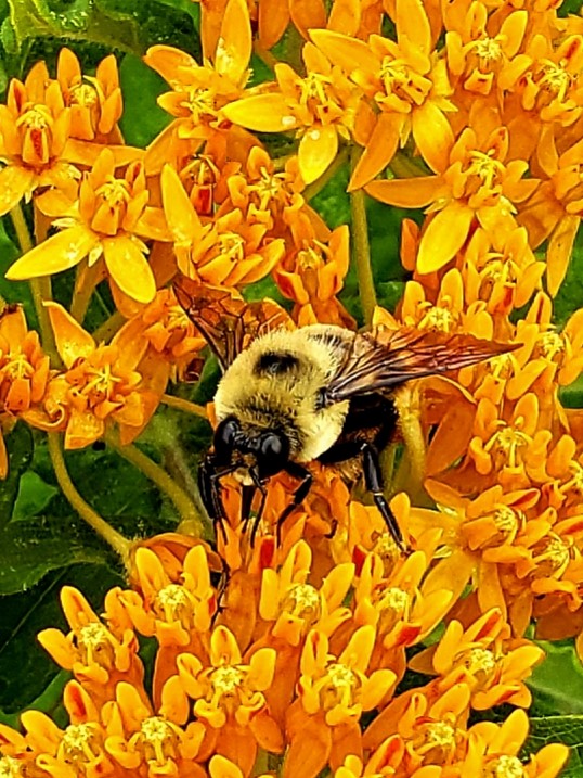 Carpenter Bee on Butterfly Weed