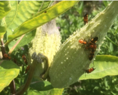 Milkweed bugs on Milkweed