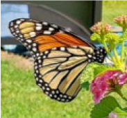 Monarch Butterfly