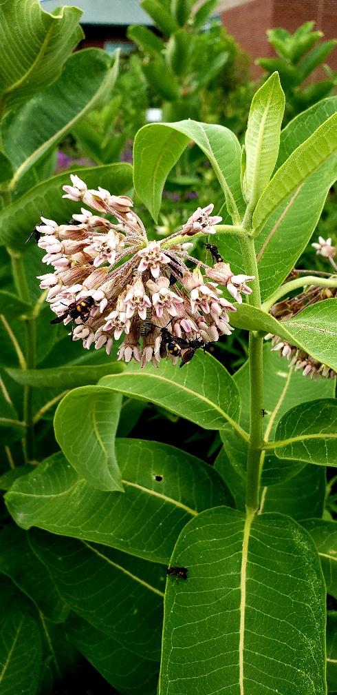 common milkweed