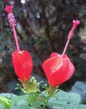 Image of flowers