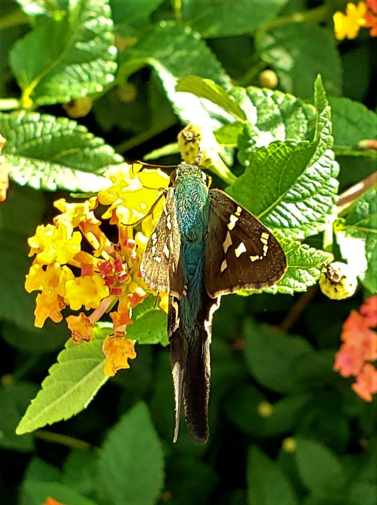 Image of a Long-tailed skipper