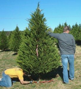 Christmas Tree