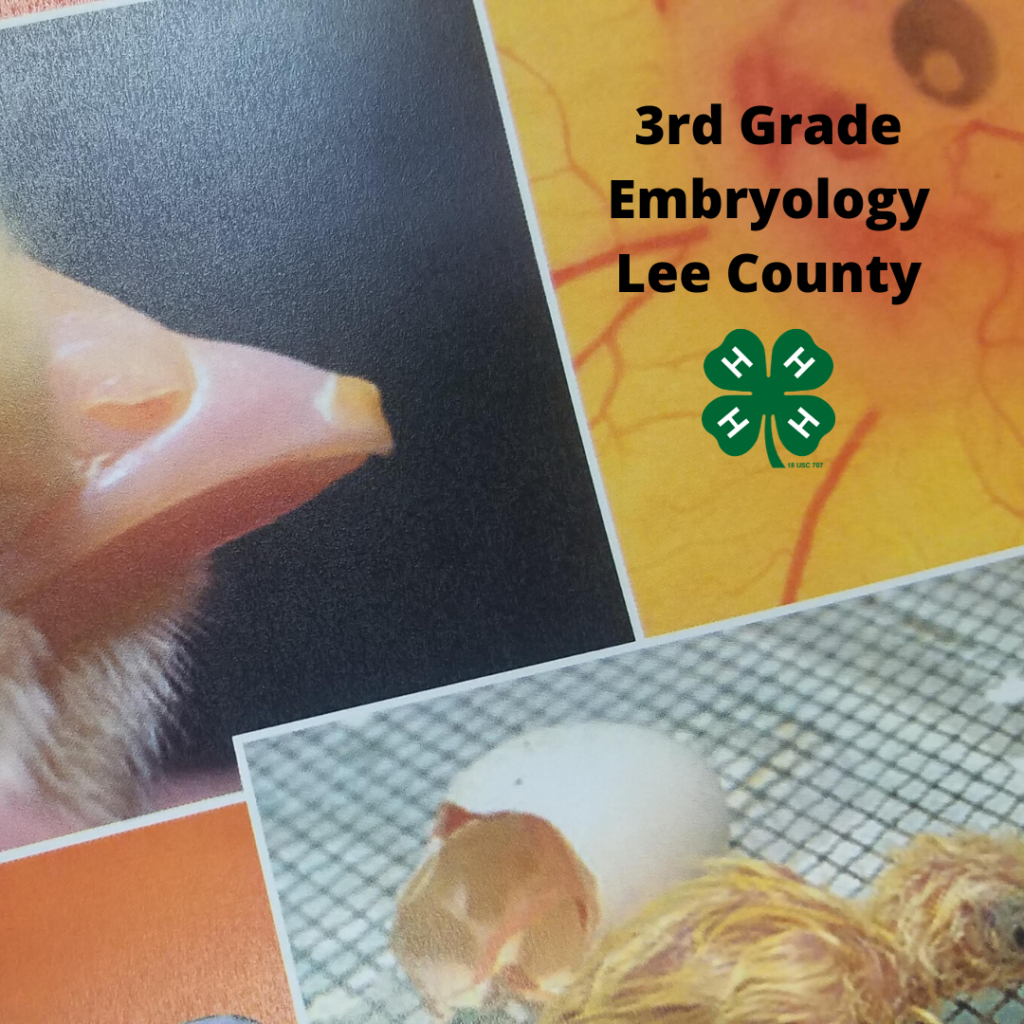 3rd Grade Embryology Project Lee County