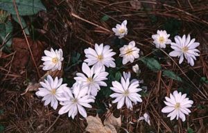 Image of flowers