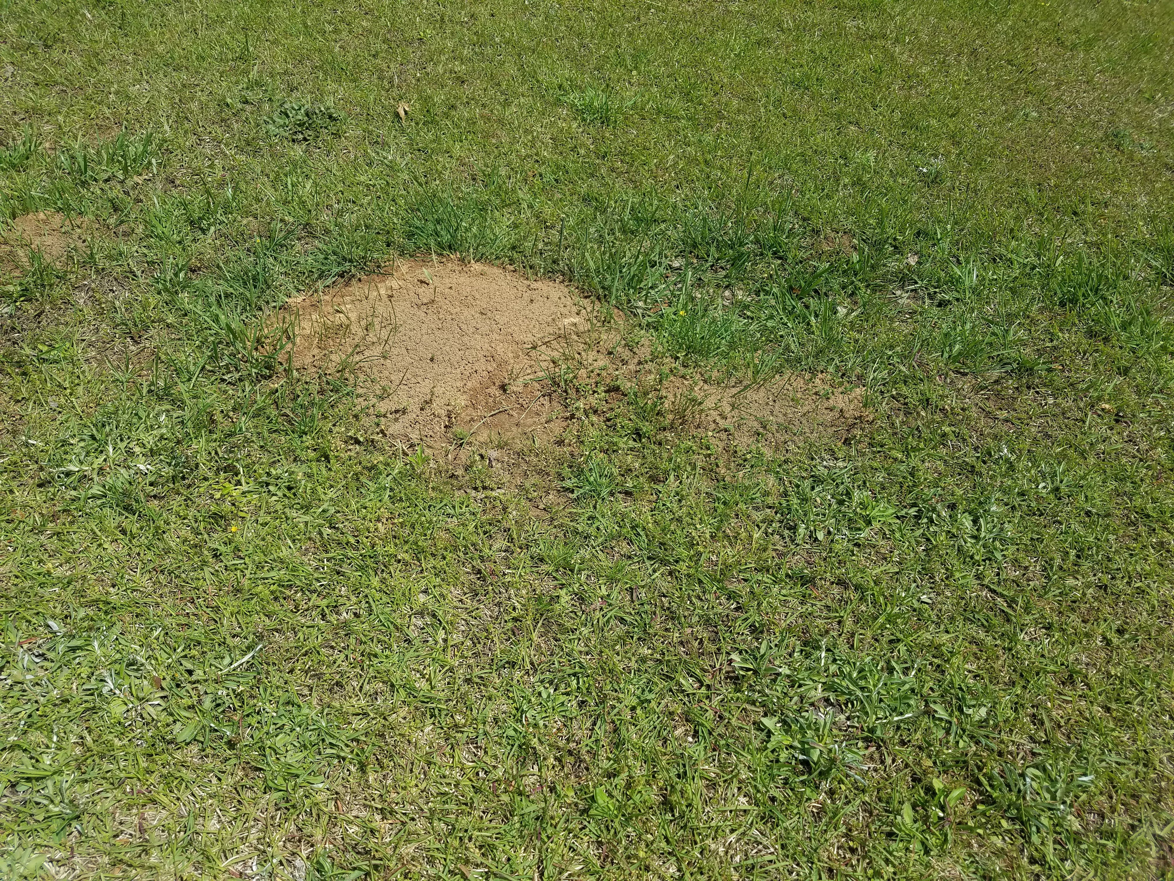 fire ant mound