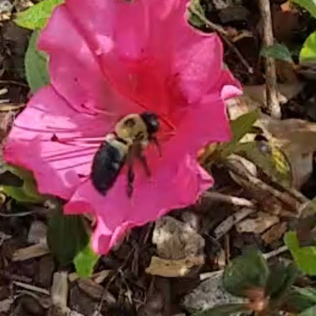 Carpenter bee on an azalea bloom