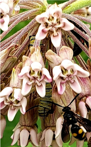 Pollinator on flower