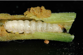 Moth larva