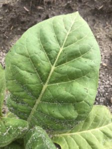 Tobacco Leaf with Thrips