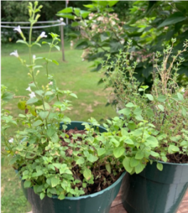 Container Herbs