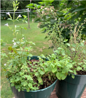 Container Herbs