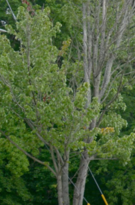 Cover photo for Sick or Distressed Trees