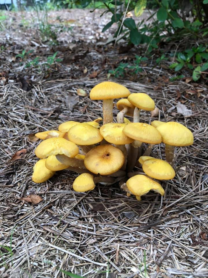 yellow mushroom colony