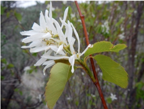 Amelancheir Alnifolia