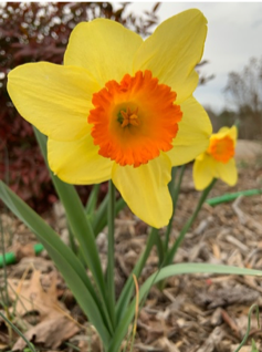 Daffodils, Spring Bulbs