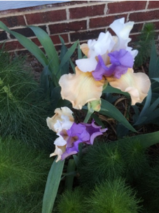 Irises, Spring Bulbs