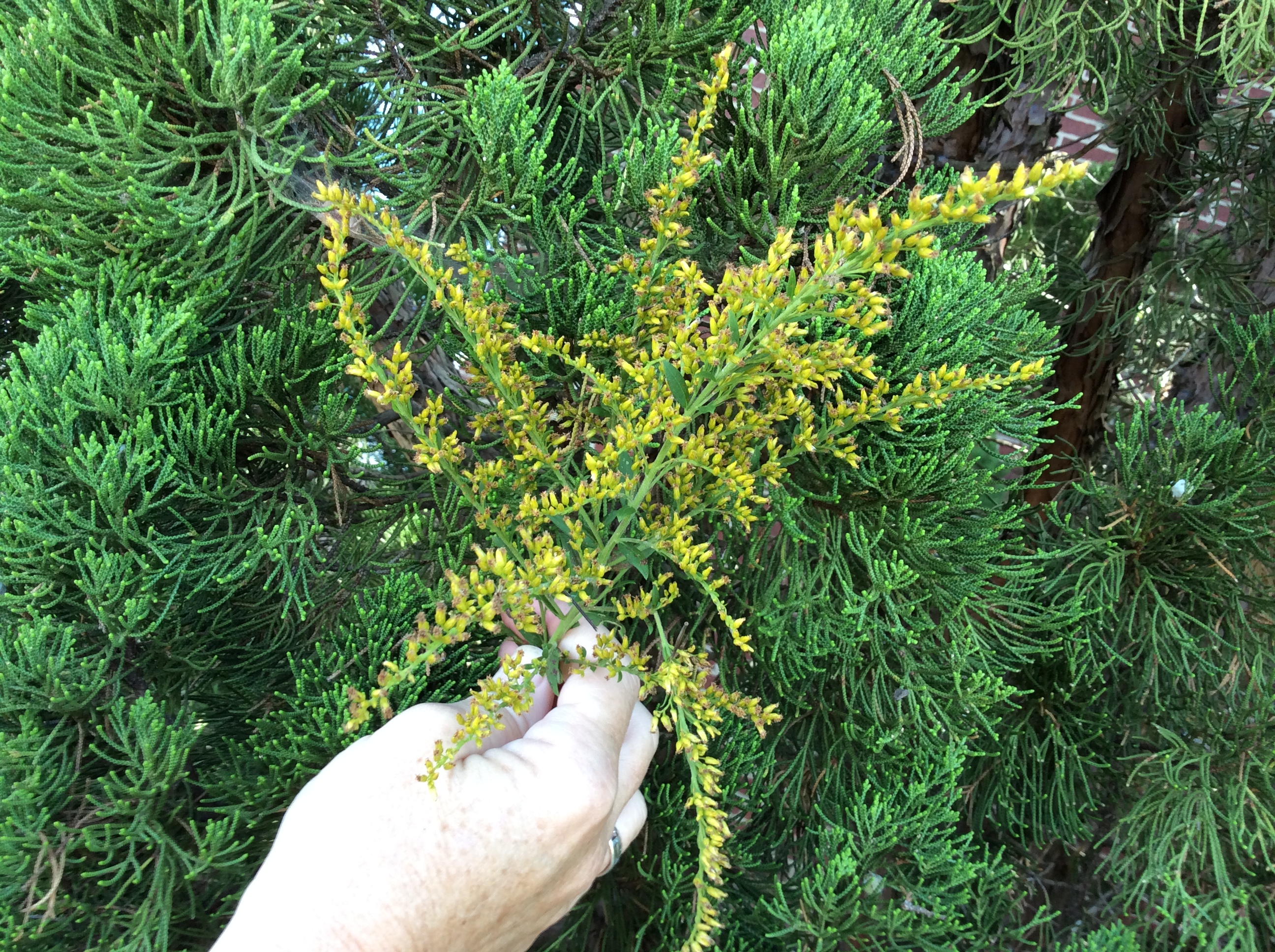 photo of cedar tree and yellow flower for wreath making