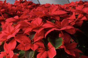 Local Poinsettias