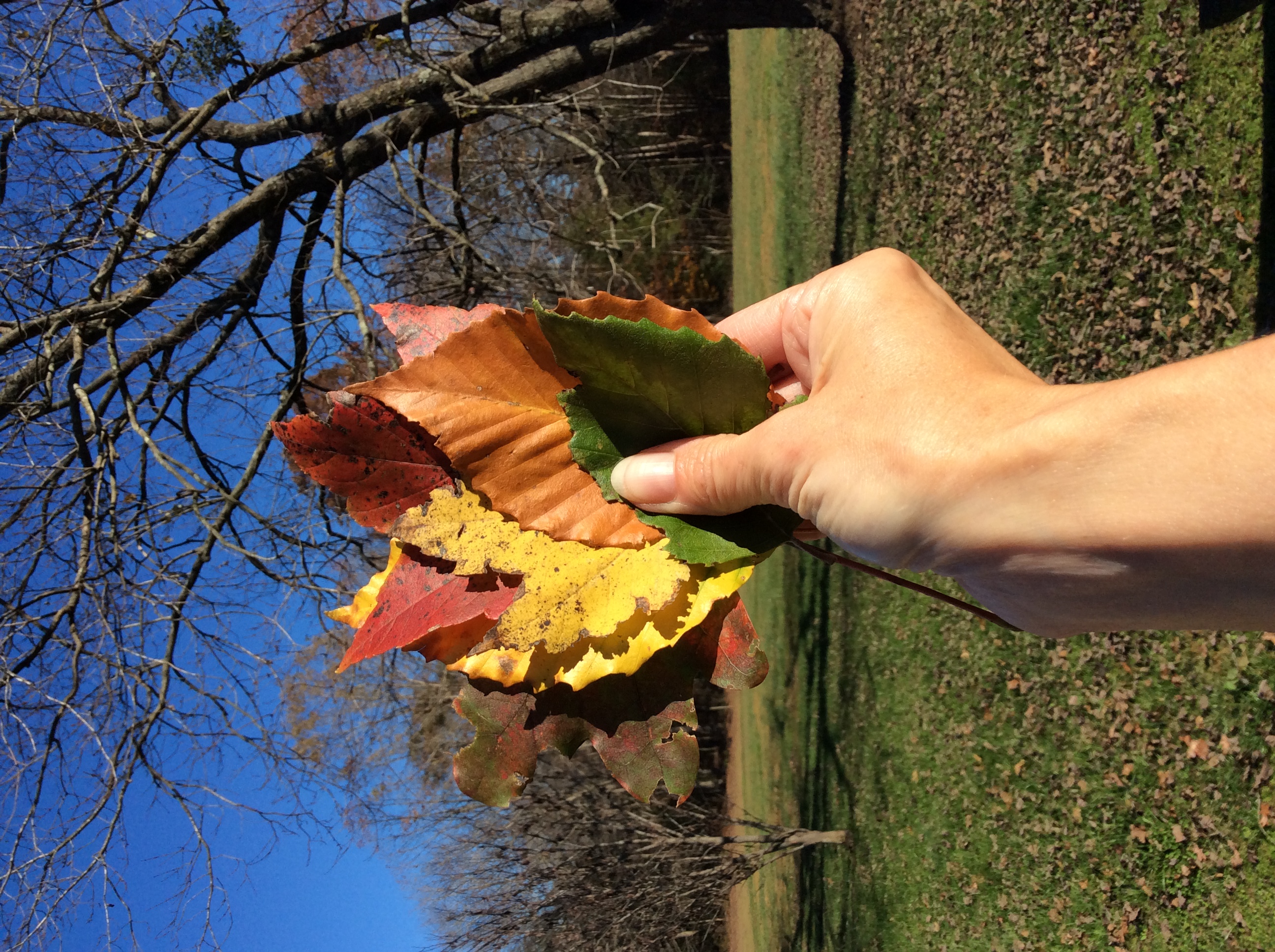 hand holding colorful fall leaves