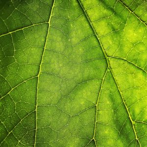Unsplash closeup leaf photo of a leaf by Maros Misove