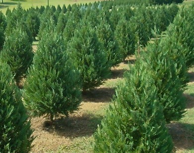 Eastern Red Cedar, Johnson's Nursery