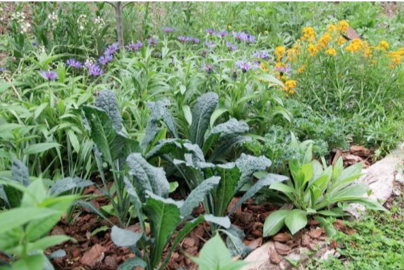 Kale in the Garden