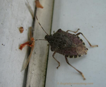 Stink Bug