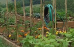 Community Garden