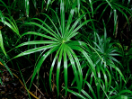 Umbrella Palm