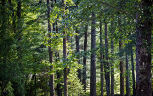 Cover photo for The Timber Sale Process Using a Professional Forester