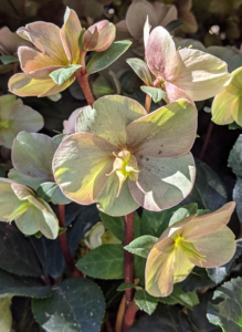 Hellebores