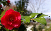 Cover photo for Tea Scale Pests on Camellias