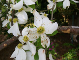 Spot anthracnose on dogwood