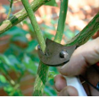 Pruning a flower