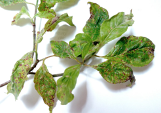 Leaf spot anthracnose on Dogwood