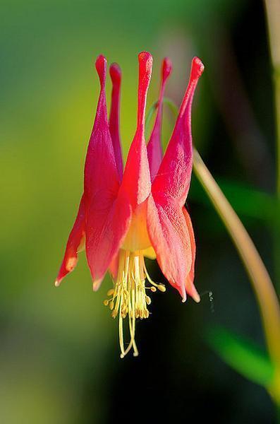 Eastern red columbine