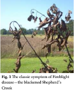 Fireblight disease